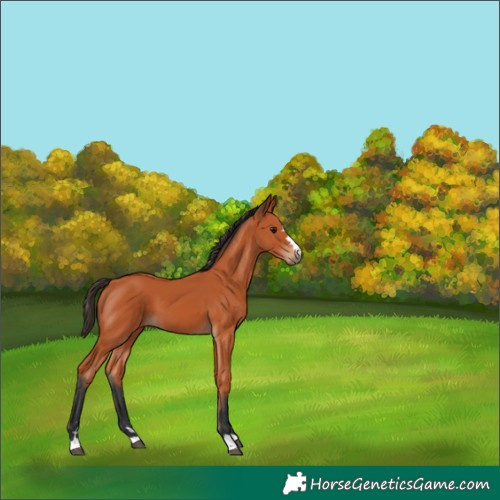 Horse Color:Bay 