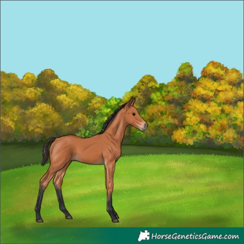 Horse Color:Bay 