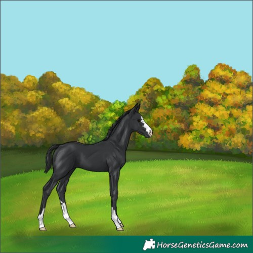 Horse Color:Black 