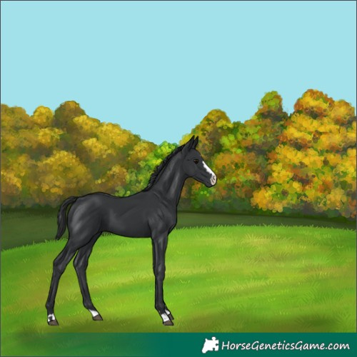 Horse Color:Black 