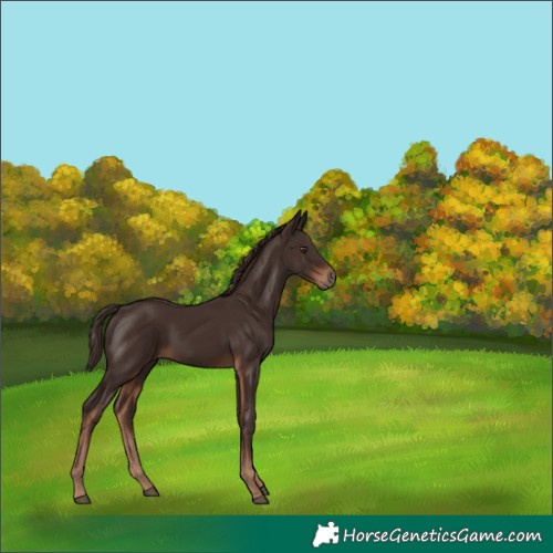 Horse Color:Liver Chestnut 