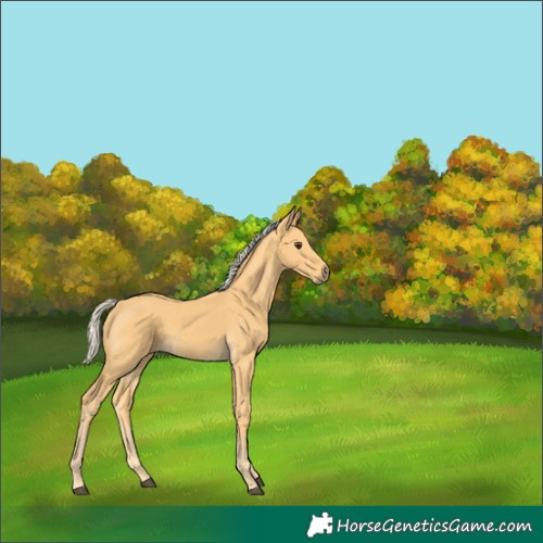Horse Color:Palomino 