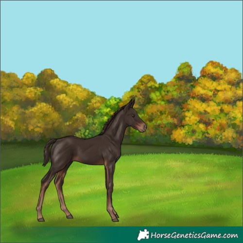 Horse Color:Liver Chestnut 