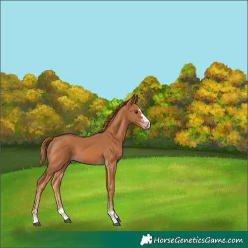 Horse Color:Chestnut 