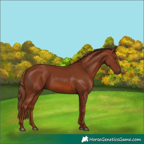 Horse Color:Chestnut 
