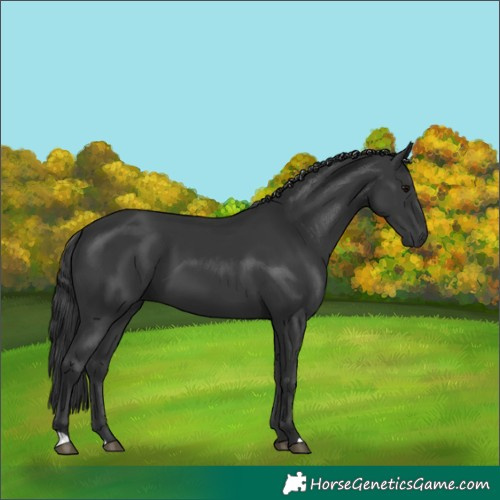 Horse Color:Black 