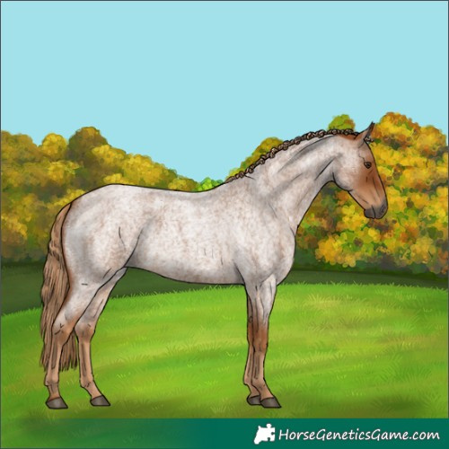 Horse Color:Gray Red Roan 
