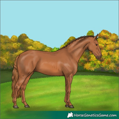 Horse Color:Chestnut 
