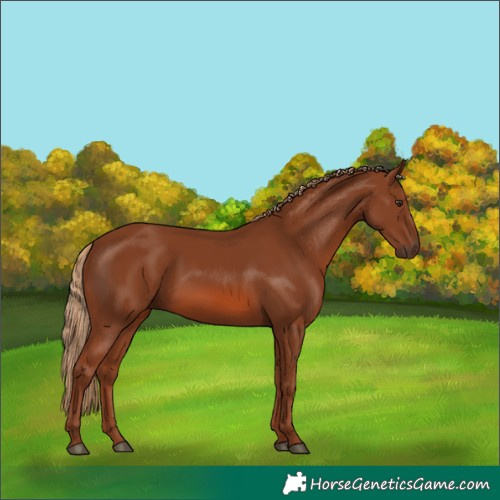 Horse Color:Chestnut 