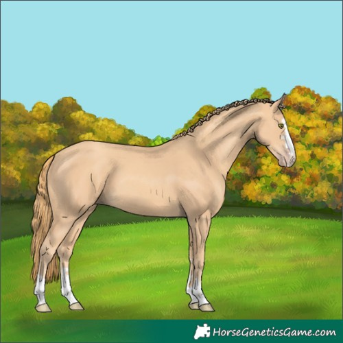 Horse Color:Gold Champagne 