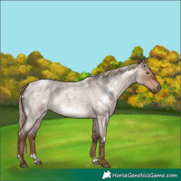 Horse Color:White Spotted Liver Red Dun Roan 
