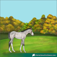 Horse Color:Brown Roan Dun Splash Frame Rabicano