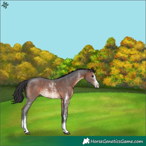 Horse Color:Brown Sabino 