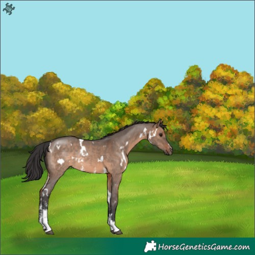 Horse Color:White Spotted Brown Dun Sabino 