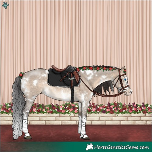 Horse Color:White Spotted Brown Dun Sabino Splash 