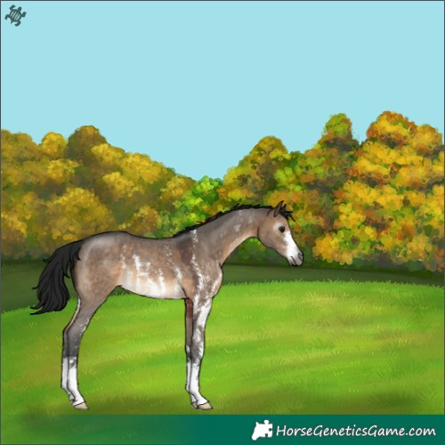 Horse Color:Gray Brown Dun Sabino