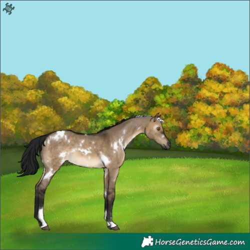 Horse Color:Gray White Spotted Brown Dun Tobiano 