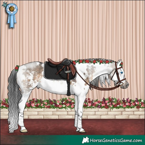 Horse Color:Gray White Spotted Brown Dun Sabino Splash