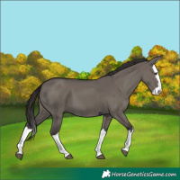 Horse Color:Smoky Grullo Splash 