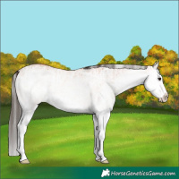 Horse Color:White Spotted Bay Splash  and White Spotted Bay Splash 