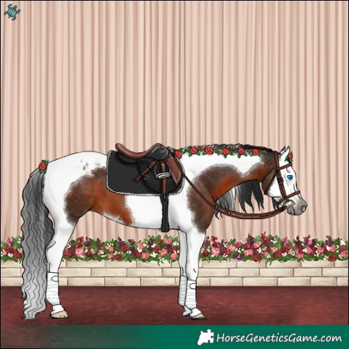 Horse Color:Gray Brown Splash Tobiano 