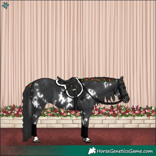 Horse Color:White Spotted Black