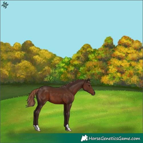 Horse Color:Liver Chestnut 