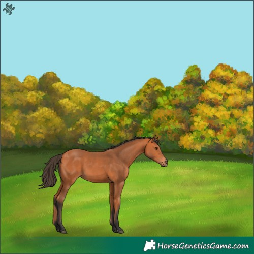 Horse Color:Unknown 