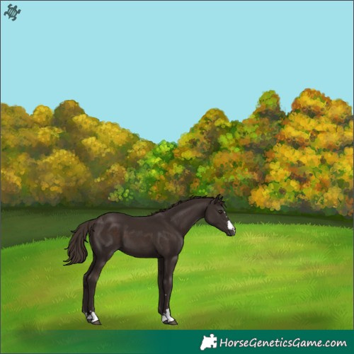 Horse Color:Liver Chestnut 