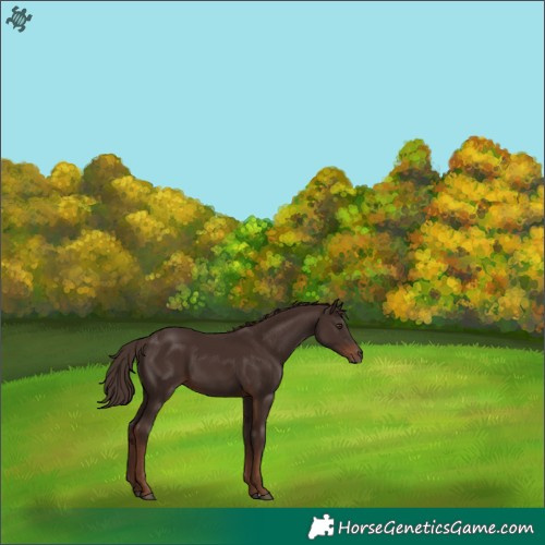 Horse Color:Liver Chestnut