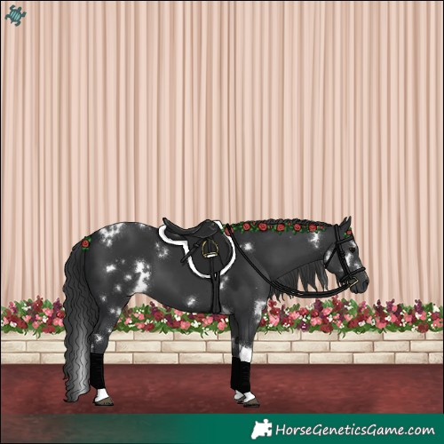 Horse Color:White Spotted Black Tobiano 