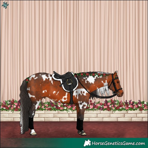 Horse Color:White Spotted Bay