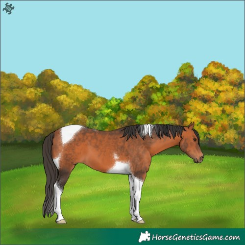 Horse Color:Bay Tobiano 