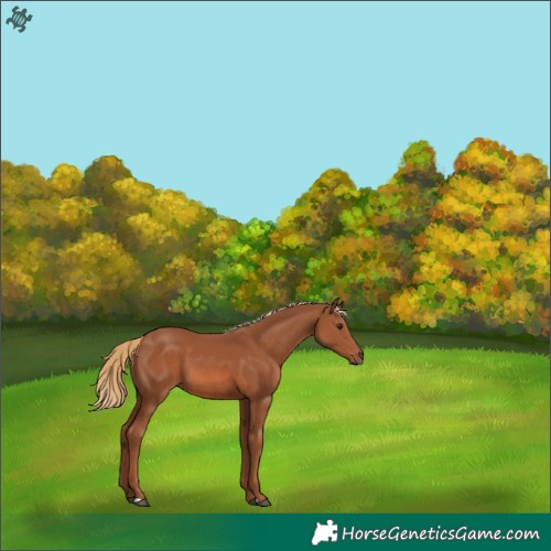 Horse Color:Chestnut 