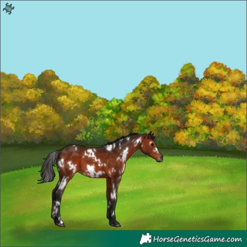 Horse Color:Gray White Spotted Bay 