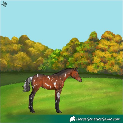 Horse Color:White Spotted Brown