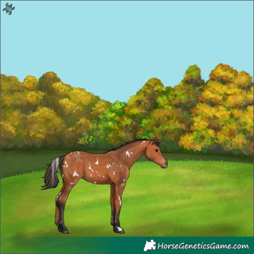 Horse Color:White Spotted Bay 