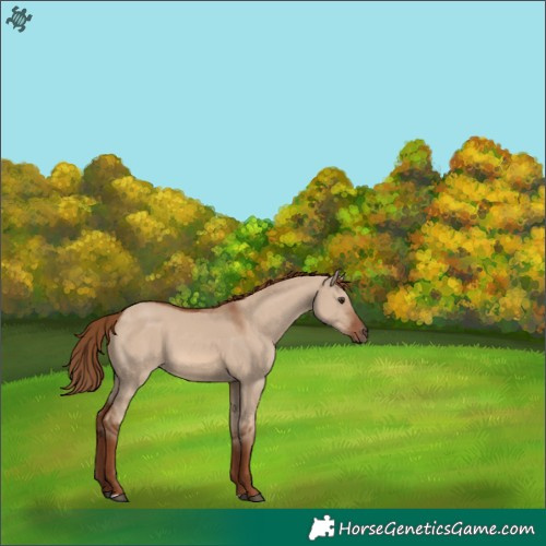 Horse Color:Red Dun 