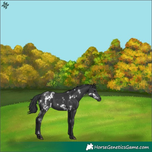 Horse Color:White Spotted Black 