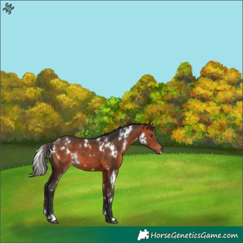 Horse Color:White Spotted Bay 