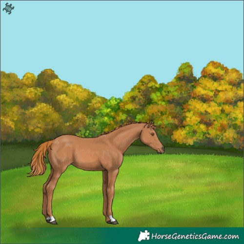 Horse Color:Chestnut 