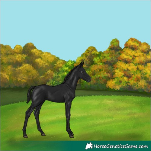 Horse Color:Gray Black 