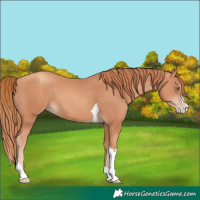 Horse Color:Gold Champagne Splash Tobiano 