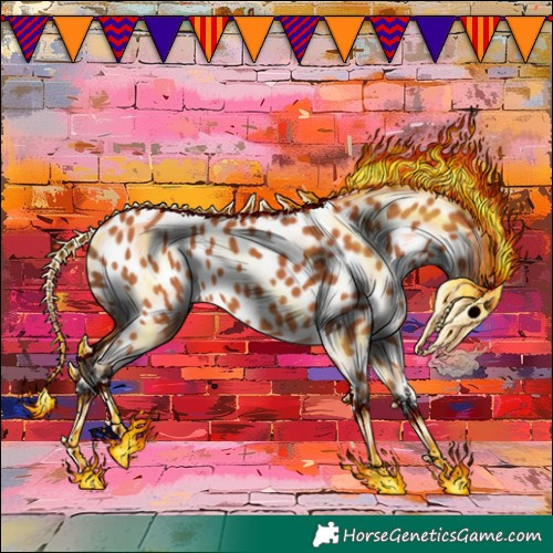 Horse Color:Bay Appaloosa 