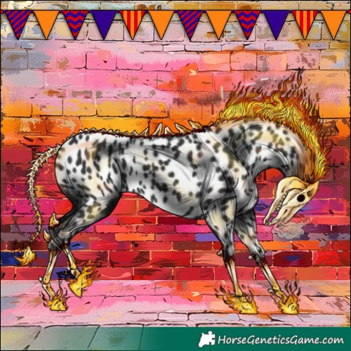 Horse Color:Black Appaloosa 