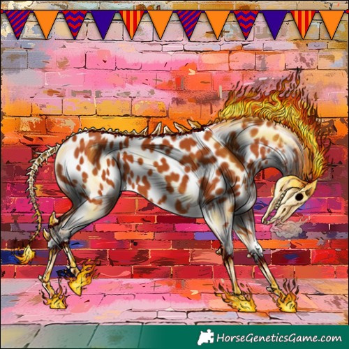 Horse Color:Bay Appaloosa 