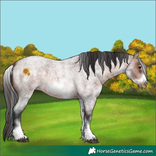 Horse Color:White Spotted Brown Roan Frame 