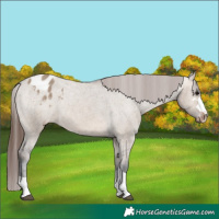 Horse Color:Brown Dun Appaloosa 
