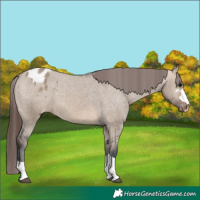Horse Color:Brown Dun Appaloosa 