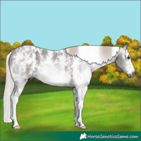 Horse Color:Gray White Spotted Silver Black Sabino Appaloosa 